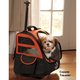 Illustration for article titled Pugdog pupdate, or Mr Fusspot goes to the vet (now w/extra whining)